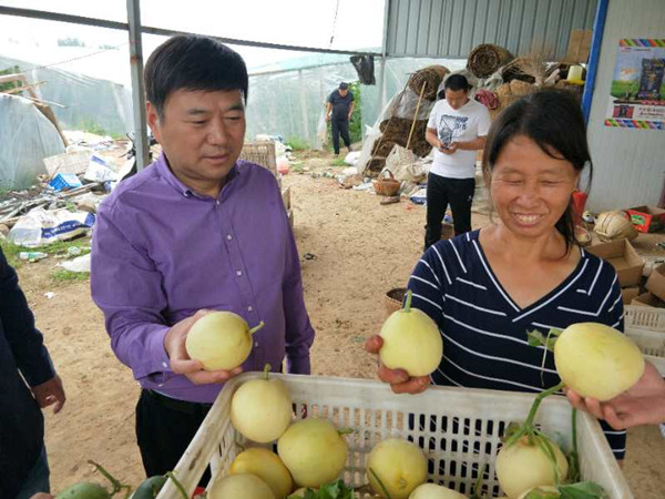 贫困母亲向麻会长喜报香瓜长势.jpg